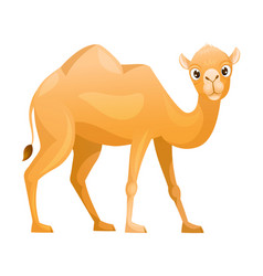 Brown Camel As Even-toed Ungulate Desert Animal