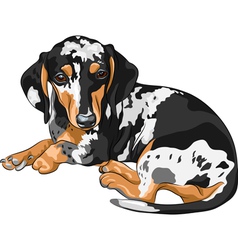 Miniature Dachshund