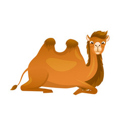 Brown Camel As Even-toed Ungulate Desert Animal