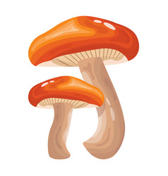 Armillaria Mushrooms In Flat