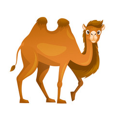 Brown Camel As Even-toed Ungulate Desert Animal