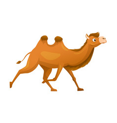 Brown Camel As Even-toed Ungulate Desert Animal