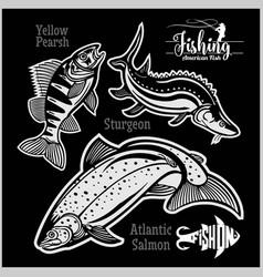 Yellow Pearsh Sturgeon And Atlantic Salmon