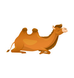 Brown Camel As Even-toed Ungulate Desert Animal