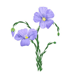 Blue Flax Flower On White Linum Usitatissimum