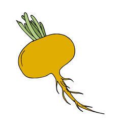 Yellow Turnip On White Background Image