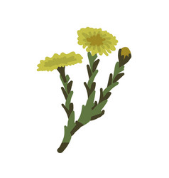 Coltsfoot