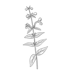 Drawing Plant Of Baikal Skullcap