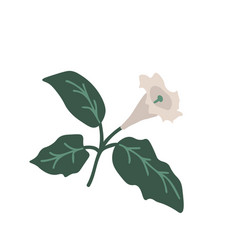 Isolated Datura Flower