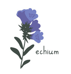 Echium