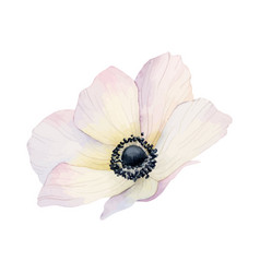 Anemone White Spring Flower Watercolor Sketch