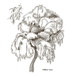 Willow Tree And Branch