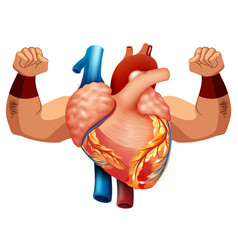 Human Heart With Two Strong Arms