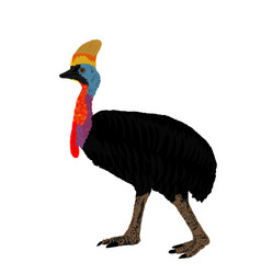 Southern Cassowary Isolated