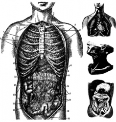 Anatomical chest drawings Royalty Free Vector Image