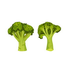 Broccoli Cabbage As Edible Green Plant With Stalk