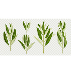 Olive Tree Branches With Green Leaves