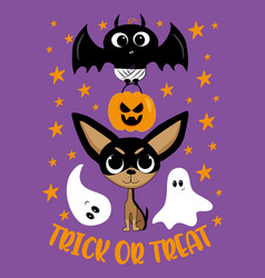 Trick Or Treat - Cute Baby Bat Pumpkin Chihuahua