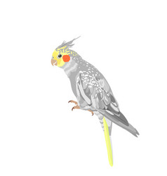 Cockatiel Parrot Isolated