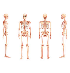 Set Of Skeleton Human Front Back Side View