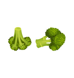 Broccoli Cabbage As Edible Green Plant With Stalk