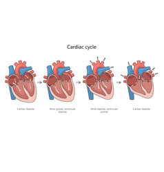 Cardiac Cycle Diagram Medical Science