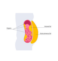 Visceral Fat Diagram