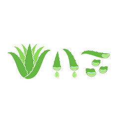 Aloe Vera Plant Leaves And Slices Flat