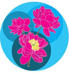 Pink Peony Flower With Blue Circle Background