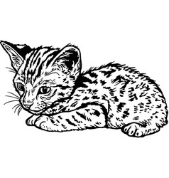 Bengal Cat Cute Kitten - Funny Cat Isolated