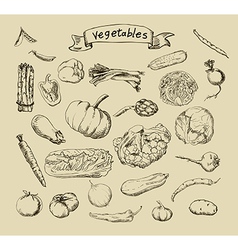 Vegetables sketch Royalty Free Vector Image - VectorStock