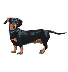 Sketch Dog Dachshund Breed