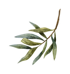 Olive Tree Branch For Peace Watercolor Clipart