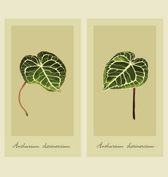 Graphic Of Anthurium Leaves