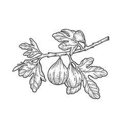 Common Fig Tree Sketch