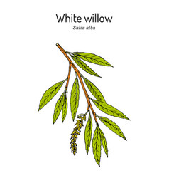 White Willow Branch Salix Alba Hand Drawn