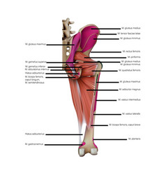 Anatomy Of The Human Thigh Muscles On A White