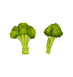 Broccoli Cabbage As Edible Green Plant With Stalk