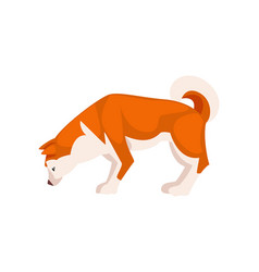 Shiba Inu Dog Cute Sniffing Pet Animal Side View