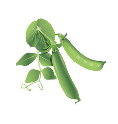 Two Pea Pods With Green Leaves Isolated