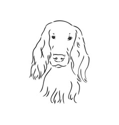 Dog Hand Drawn English Setter Isolated