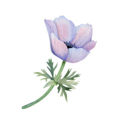 Purple Anemone With Green Stem And Leaves