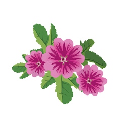 Flowers Malva