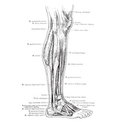 Lateral View Of The Superficial Muscles