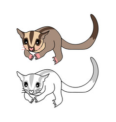 Sugar Glider