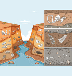 Fossils And The Geological Time Scale