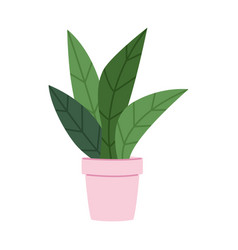 House Plant In A Flower Pot