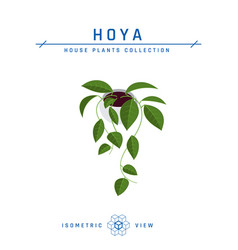 Hoya Plant Isometric Icon In Flat Style