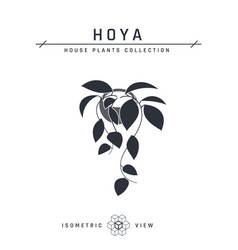 Hoya Plant Isometric Icon In Flat Style