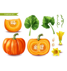 Realistic Pumpkin Set